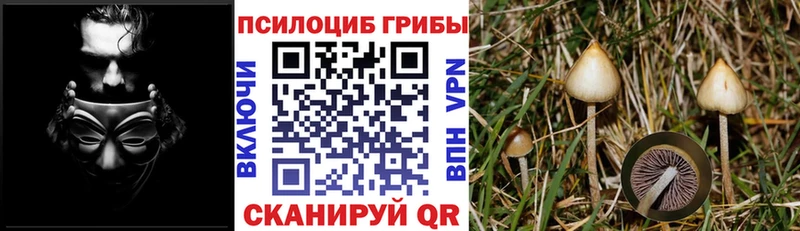 мориарти формула продажа наркотиков Заводоуковск Псилоцибиновые грибы Cubensis kraken вход